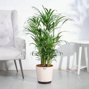 Areca Palm Plant XL