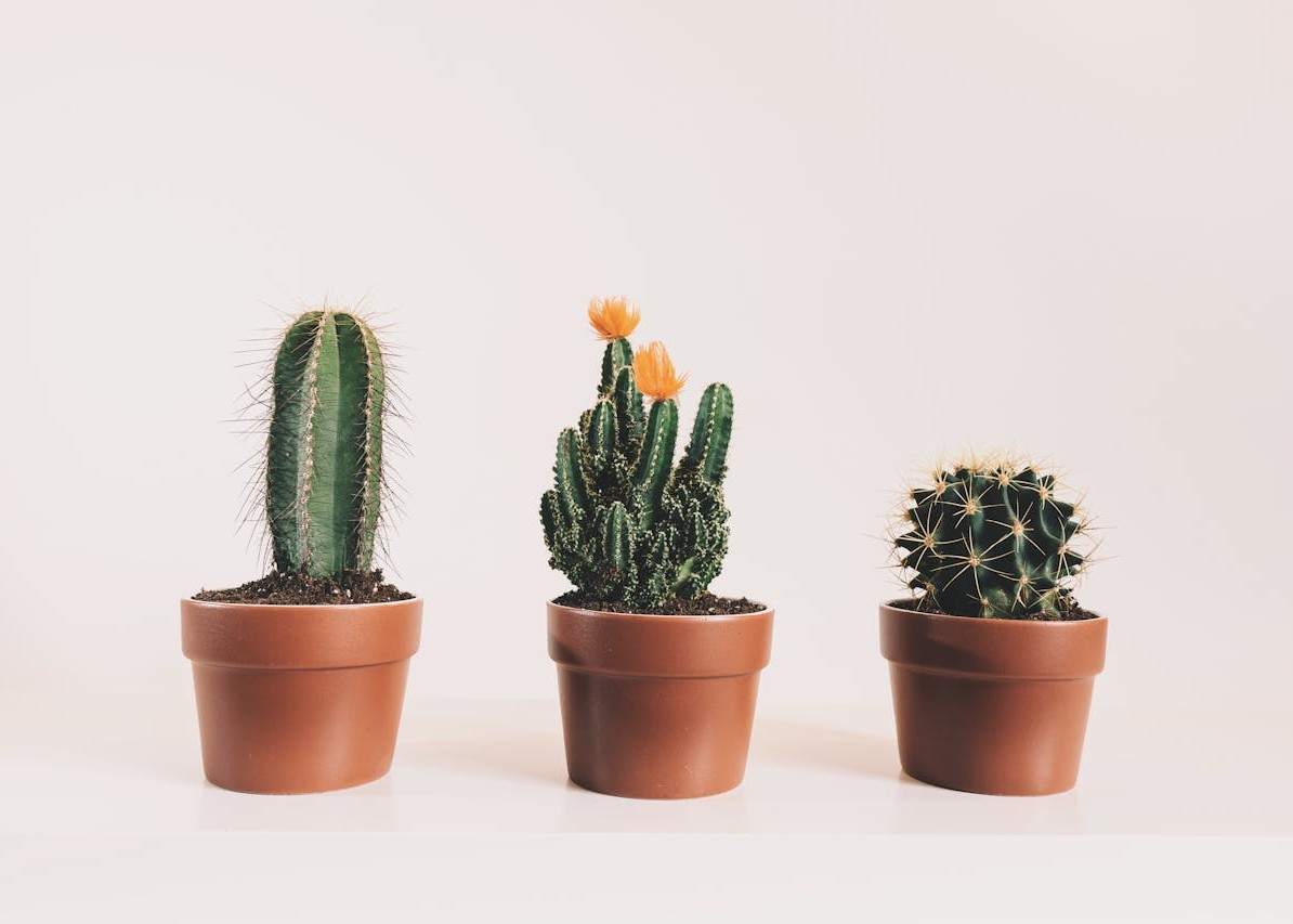 Succulents & Cactus Care Guide | Low Maintenance Plants for Home
