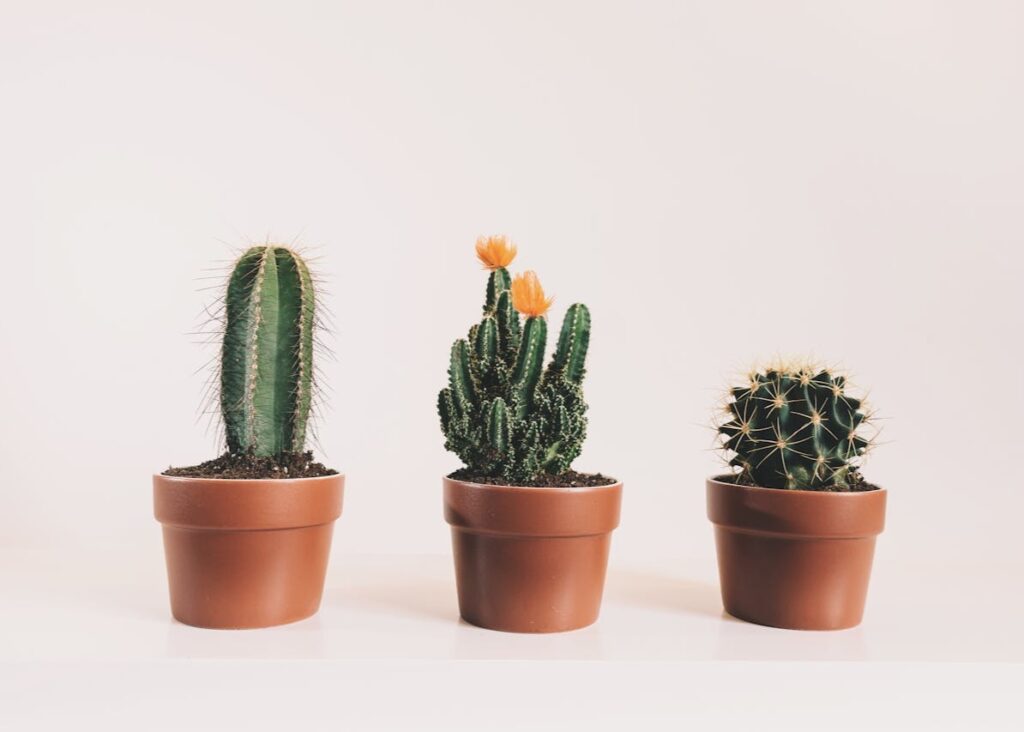 pexels-scottwebb-1903965